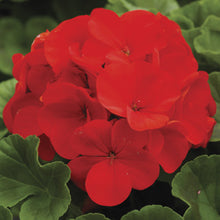 Load image into Gallery viewer, Seed Geranium &quot;Ringo&quot; Single Plant
