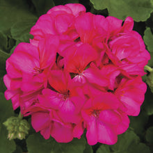 Load image into Gallery viewer, Geranium &quot;Rocky Mountain&quot; Single Plant
