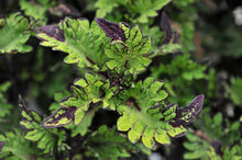 Load image into Gallery viewer, Coleus &quot;Street&quot; Series Single Plant
