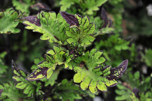 Coleus "Street" Series Single Plant