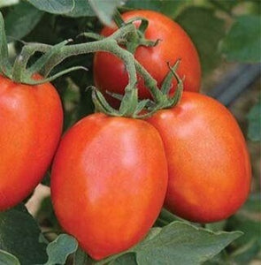 Tomato "Roma" 4 Plant-Pak