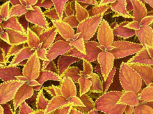 Load image into Gallery viewer, Coleus Single Plant
