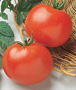 Tomato "Rutgers" 4 Plant-Pak