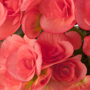 Begonia  Single Plant