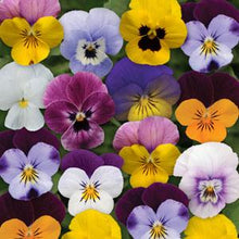 Load image into Gallery viewer, Viola Assorted 3 Plant-Pak
