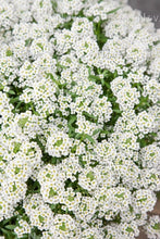 Load image into Gallery viewer, Lobularia Single Plant
