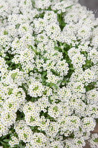 Lobularia Single Plant