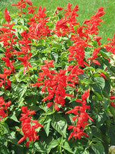 Load image into Gallery viewer, Salvia Assorted 4 Plant-pak
