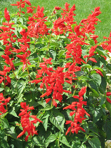 Salvia Assorted 4 Plant-pak