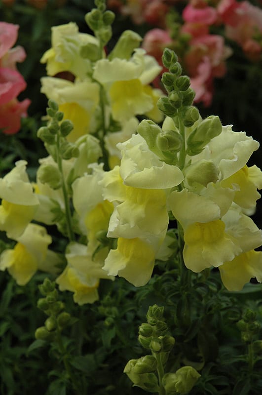 Snapdragon Assorted 4 Plant-Pak