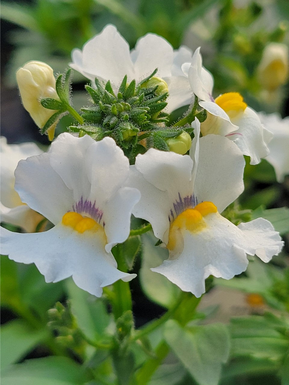 Nemesia Single Plant