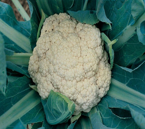 Cauliflower "Snow Crown" 4 Plant-Pak