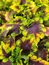 Load image into Gallery viewer, Coleus &quot;Solar&quot; Series Single Plant
