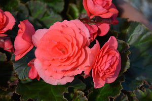 Begonia "Solenia" Single Plant