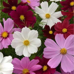 Cosmos "Sonata Mix" 4 Plant-Pak