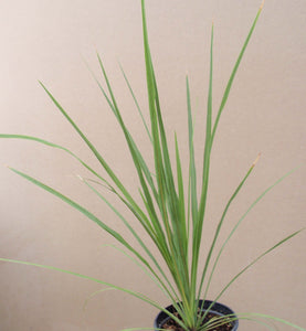 Original Spike Single Plant