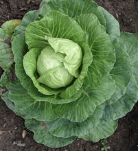 Load image into Gallery viewer, Cabbage 4 Plant-Pak
