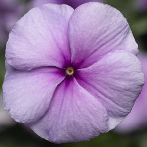 Vinca "Sunstorm" 4 Plant -Pak