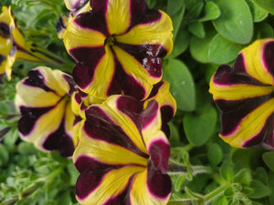 Petunia "Ray" Single Plant