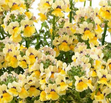 Load image into Gallery viewer, Nemesia Single Plant
