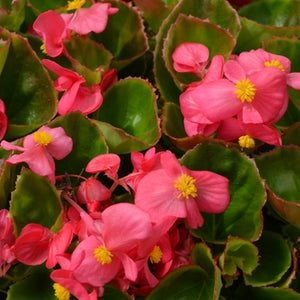 Begonia "Super Olympia " 4 Plant-Pak