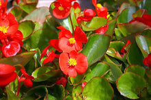 Load image into Gallery viewer, Begonia &quot;Super Olympia &quot; 4 Plant-Pak
