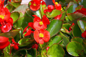 Begonia "Super Olympia " 4 Plant-Pak