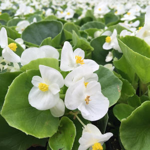 Begonia "Super Olympia " 4 Plant-Pak