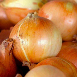 Onion 3 Plant-Pak