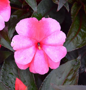 New Guinea Impatient "Sonic" Single Plant