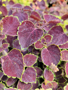 Coleus Trailing Single Plant