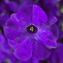 Load image into Gallery viewer, Petunia &quot;Tritunia&quot; 3 Plant-Pak
