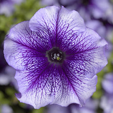 Load image into Gallery viewer, Petunia &quot;Tritunia&quot; 3 Plant-Pak
