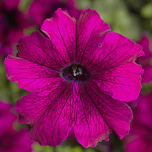 Load image into Gallery viewer, Petunia &quot;Tritunia&quot; 3 Plant-Pak
