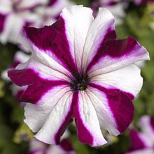 Load image into Gallery viewer, Petunia &quot;Tritunia&quot; 3 Plant-Pak
