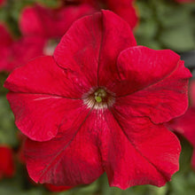 Load image into Gallery viewer, Petunia &quot;Tritunia&quot; 3 Plant-Pak
