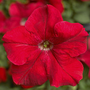 Petunia "Tritunia" 3 Plant-Pak