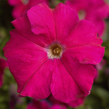 Load image into Gallery viewer, Petunia &quot;Tritunia&quot; 3 Plant-Pak
