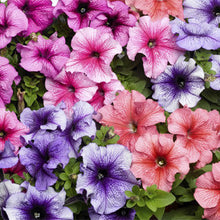 Load image into Gallery viewer, Petunia &quot;Tritunia&quot; 3 Plant-Pak
