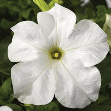 Load image into Gallery viewer, Petunia &quot;Tritunia&quot; 3 Plant-Pak
