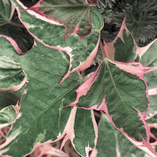 Load image into Gallery viewer, Sweet Potato Vine  Single Plant
