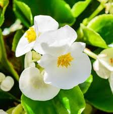 Begonia  Single Plant