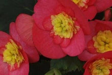 Load image into Gallery viewer, Begonia  Single Plant
