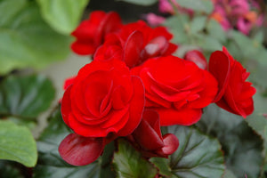 Begonia "Solenia" Single Plant