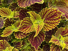 Load image into Gallery viewer, Coleus &quot;Street&quot; Series Single Plant
