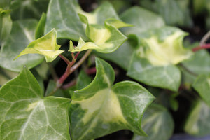 German Ivy Single Plant