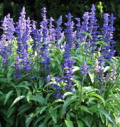 Salvia Assorted 4 Plant-pak