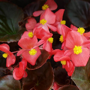 Begonia "Cocktail" 4 Plant-Pak