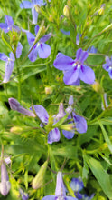 Load image into Gallery viewer, Lobelia &quot;Hot Bavaria&quot; Single Plant
