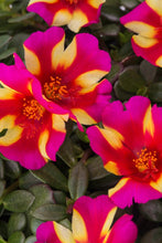 Load image into Gallery viewer, Portulaca &quot;Color Blast Collection&quot; Single Plant
